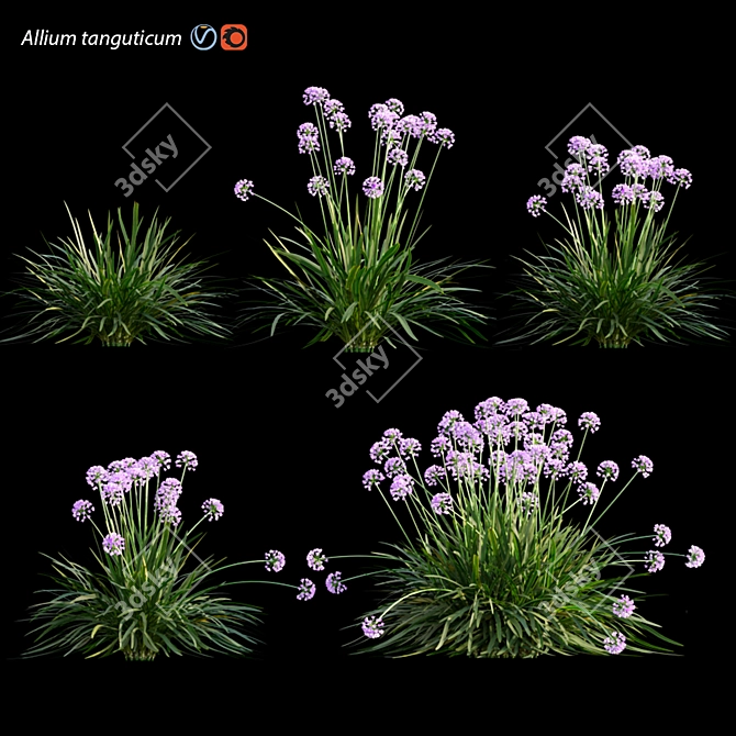 3D Plant Model Collection - Allium tanguticum 3D model image 2