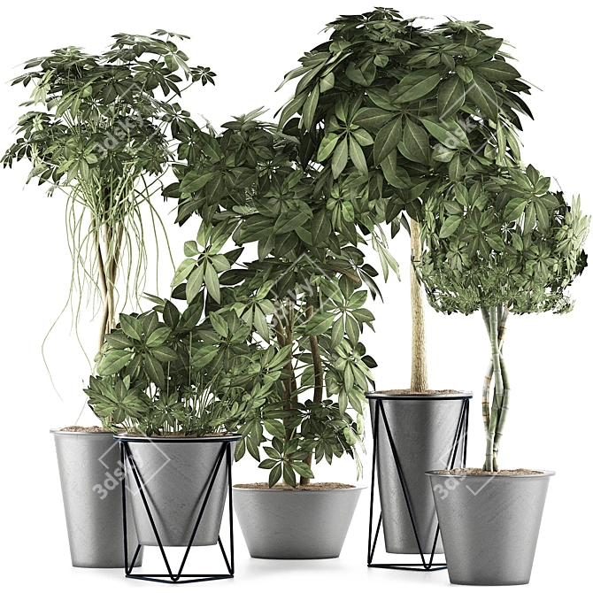 Tropical Plant Collection - Schefflera Arboricola 3D model image 1