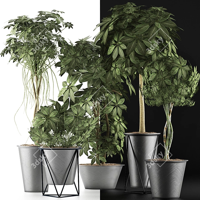 Tropical Plant Collection - Schefflera Arboricola 3D model image 3