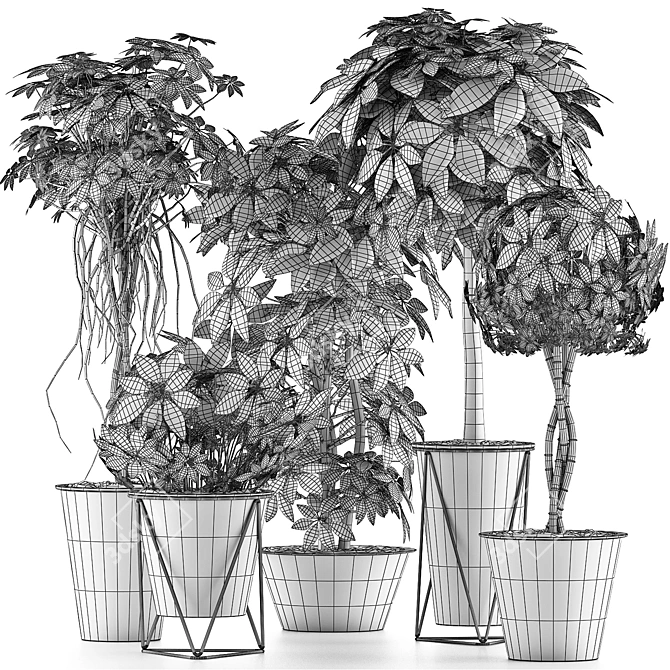Tropical Plant Collection - Schefflera Arboricola 3D model image 5