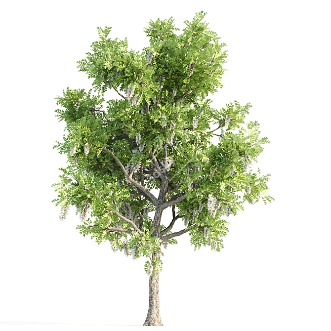 Twin Acacia Trees: 1.2m & 1.3m 3D model image 2