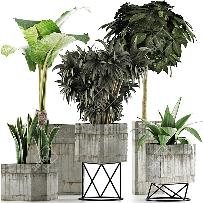 Exotic Plant Collection: Alocasia, Sansevieria, Schefflera, Agave 3D model image 1