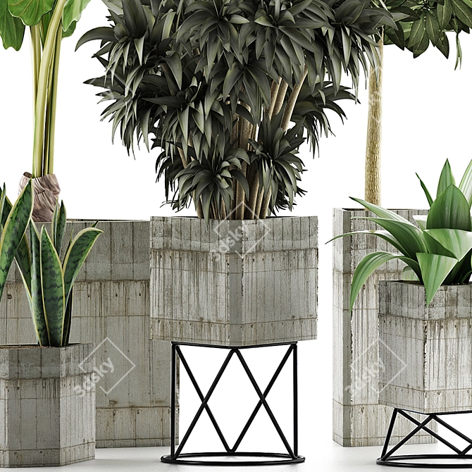 Exotic Plant Collection: Alocasia, Sansevieria, Schefflera, Agave 3D model image 2