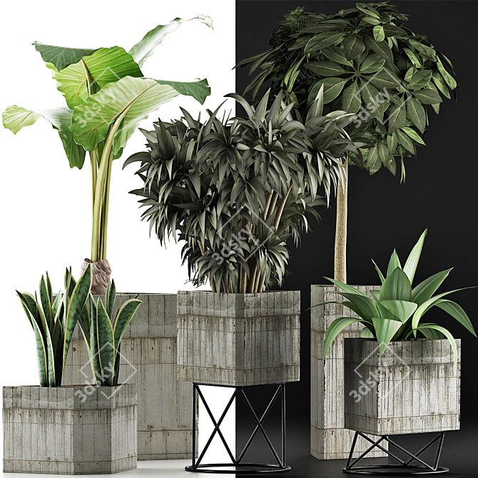 Exotic Plant Collection: Alocasia, Sansevieria, Schefflera, Agave 3D model image 3