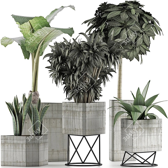 Exotic Plant Collection: Alocasia, Sansevieria, Schefflera, Agave 3D model image 4