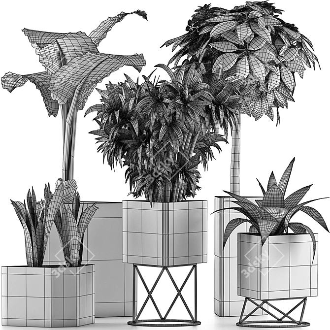 Exotic Plant Collection: Alocasia, Sansevieria, Schefflera, Agave 3D model image 5