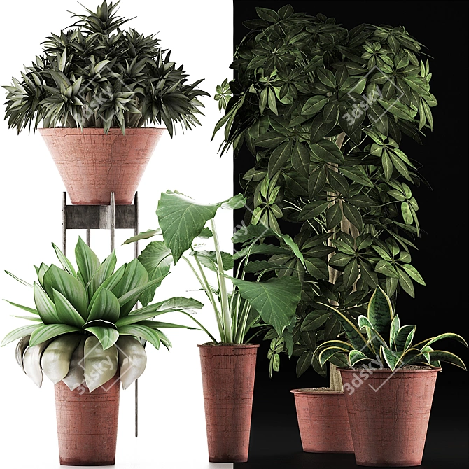 Exotic Plants Assortment: Alocasia, Sansevieria, Schefflera, Agave 3D model image 3