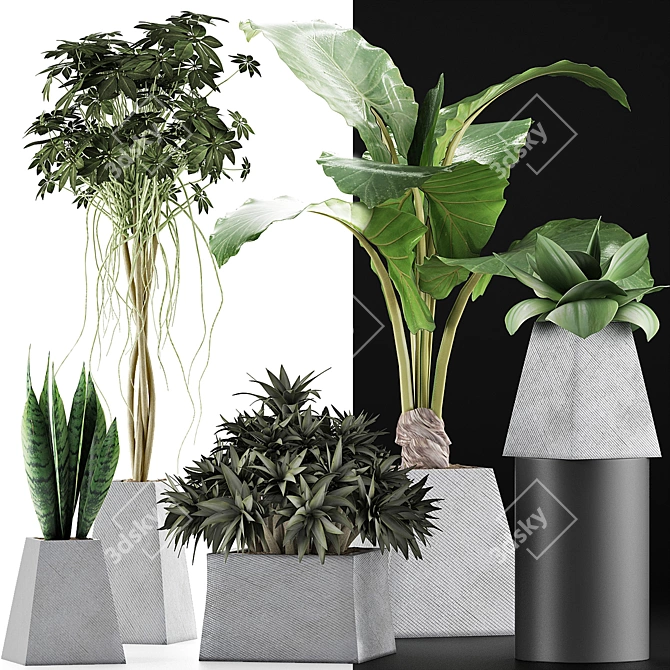 Exotic Plants Collection: Alocasia, Sansevieria, Schefflera & Agave 3D model image 3