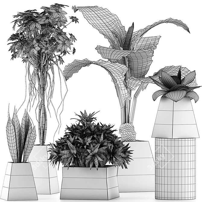 Exotic Plants Collection: Alocasia, Sansevieria, Schefflera & Agave 3D model image 5