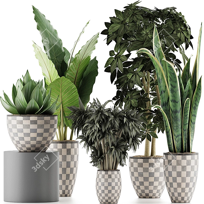 Exotic Plant Collection: Alocasia, Sansevieria, Schefflera, Agave 3D model image 1