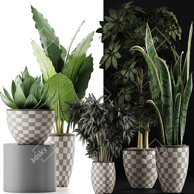 Exotic Plant Collection: Alocasia, Sansevieria, Schefflera, Agave 3D model image 3