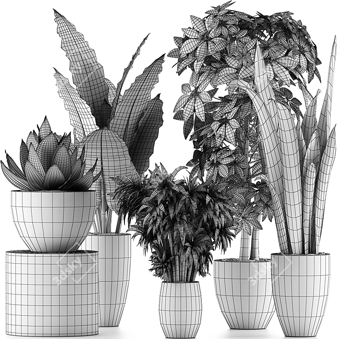 Exotic Plant Collection: Alocasia, Sansevieria, Schefflera, Agave 3D model image 5