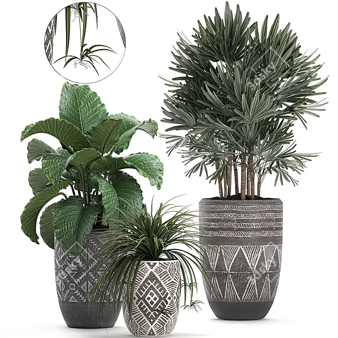 Exotic Plant Collection: Raphis Palm, Alocasia, and Chlorophytum 3D model image 1