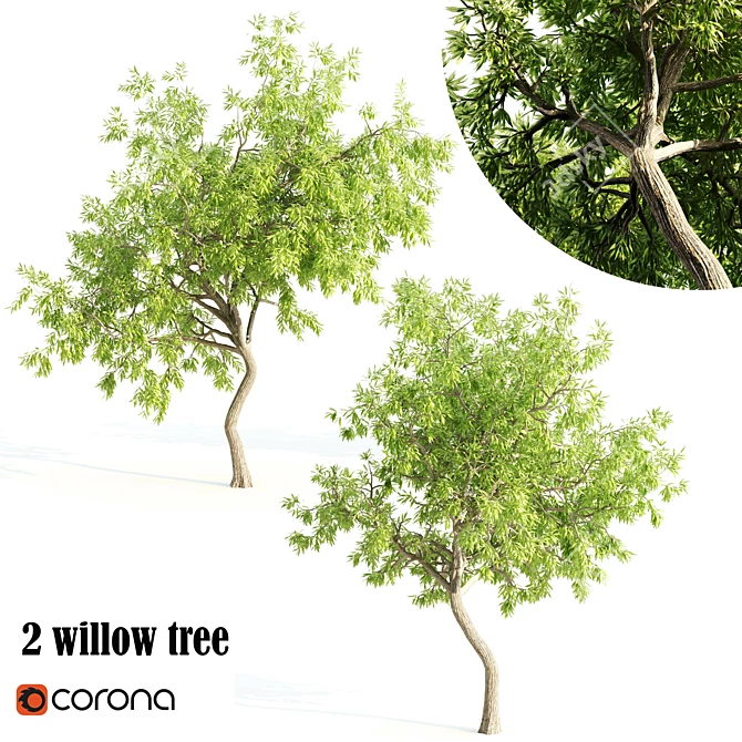 Tall and Majestic Willow Trees: 12m and 13m Heights 3D model image 1