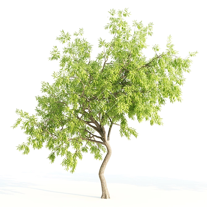 Tall and Majestic Willow Trees: 12m and 13m Heights 3D model image 3