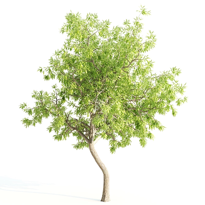 Tall and Majestic Willow Trees: 12m and 13m Heights 3D model image 4