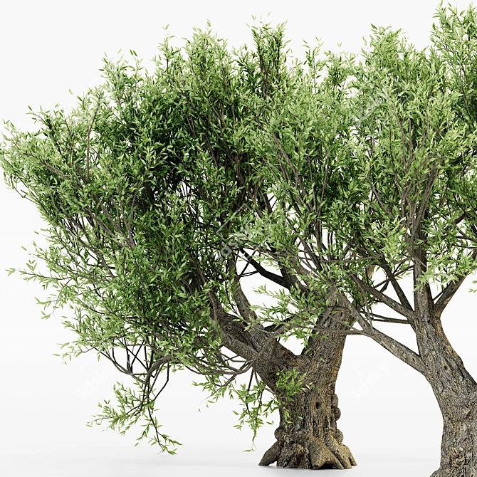 African Olive Tree Trio: Stunning Virtual Landscape 3D model image 2