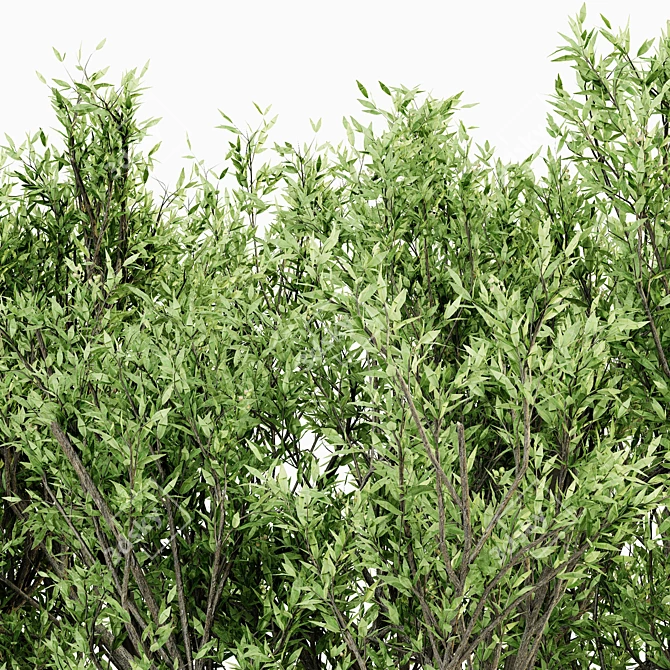 African Olive Tree Trio: Stunning Virtual Landscape 3D model image 3