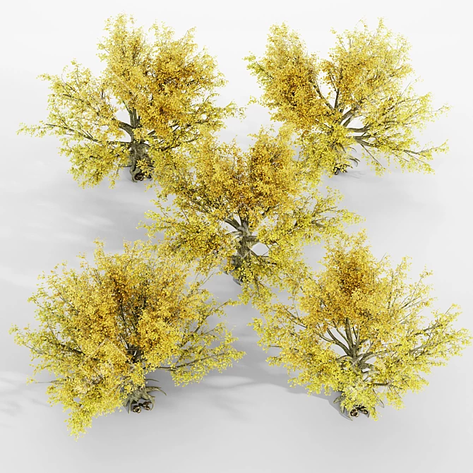 Autumn Splendor: American Beech Tree Collection 3D model image 4