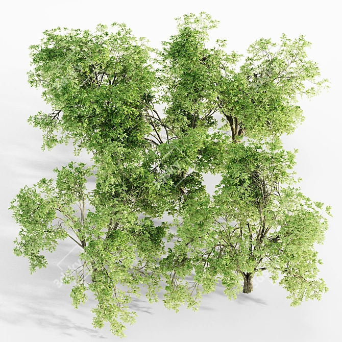  Majestic American Elm Tree Collection 3D model image 3