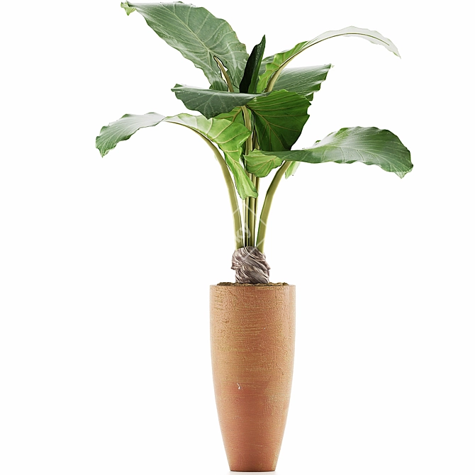 Exotic Alocasia: Plants Collection 53 3D model image 2