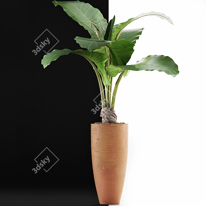 Exotic Alocasia: Plants Collection 53 3D model image 3