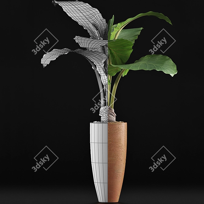 Exotic Alocasia: Plants Collection 53 3D model image 4