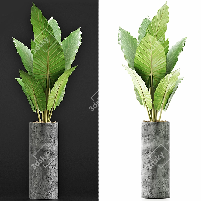 Tropical Greenery: Alocasia Plants 3D model image 1