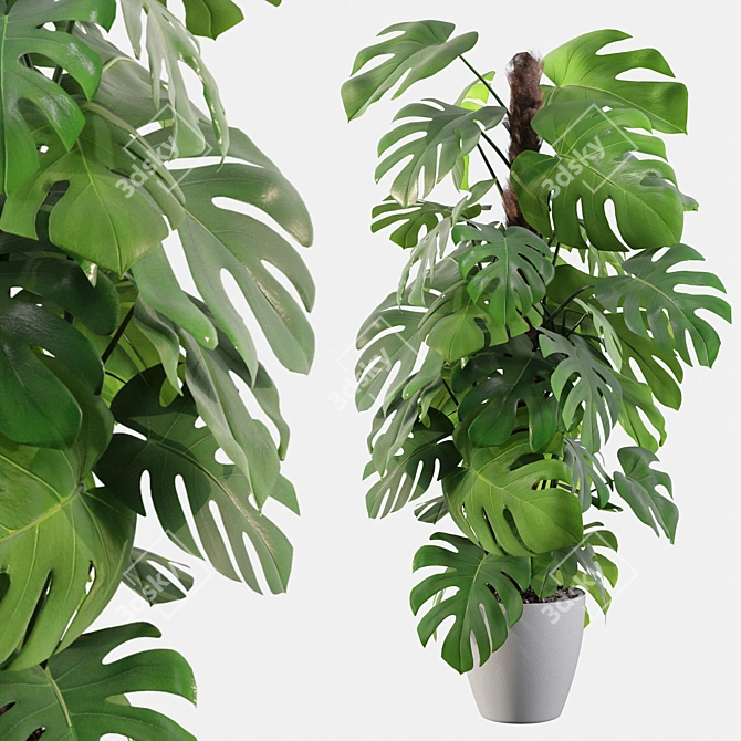 Tropical Monstera: Lush 150cm 3D model image 2