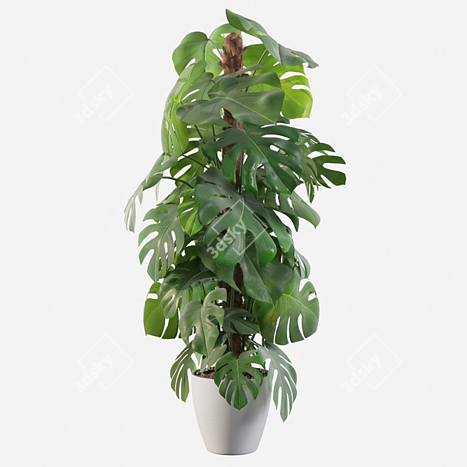 Tropical Monstera: Lush 150cm 3D model image 3