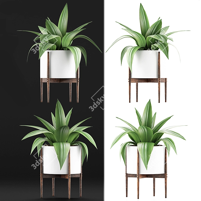 Exotic Agave Collection: 63 Vibrant Plants 3D model image 2