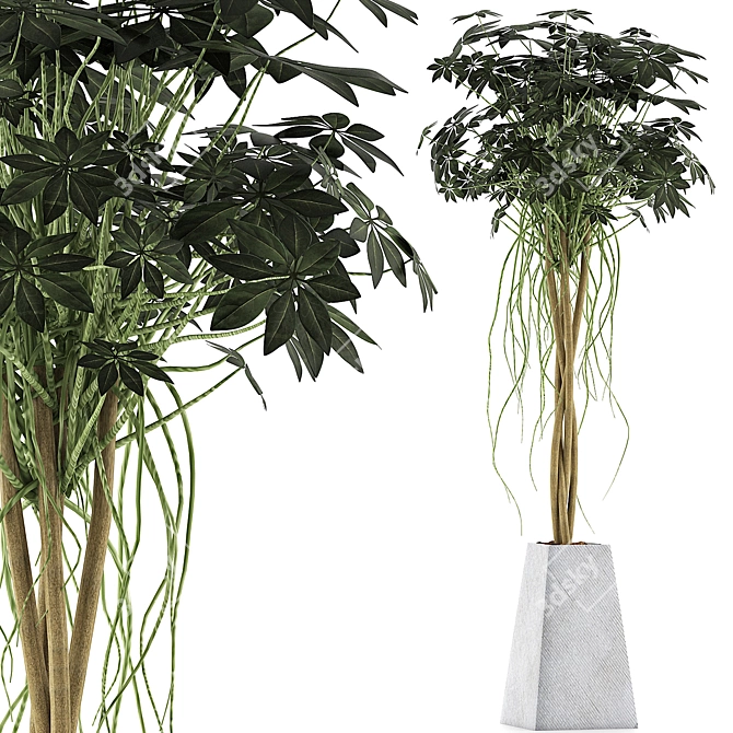 Exotic Plants Collection: Schefflera Arboricola 3D model image 1