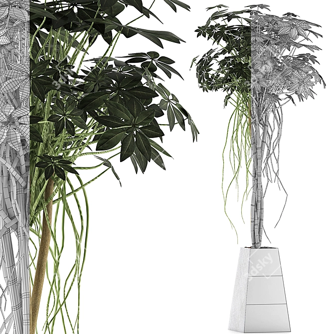 Exotic Plants Collection: Schefflera Arboricola 3D model image 4