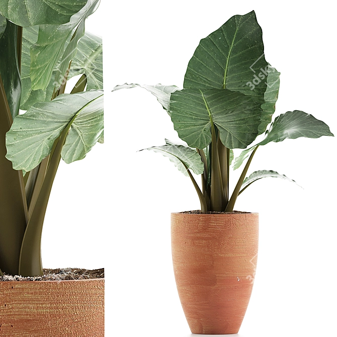 Exotic Alocasia Collection: Perfect Decor 3D model image 1