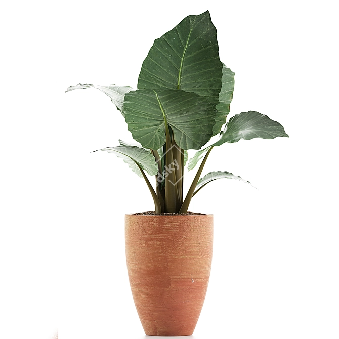 Exotic Alocasia Collection: Perfect Decor 3D model image 2