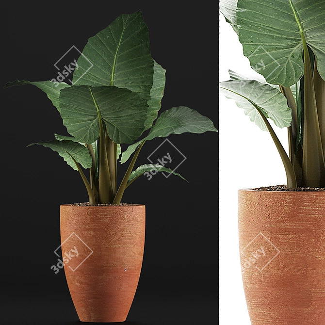 Exotic Alocasia Collection: Perfect Decor 3D model image 3