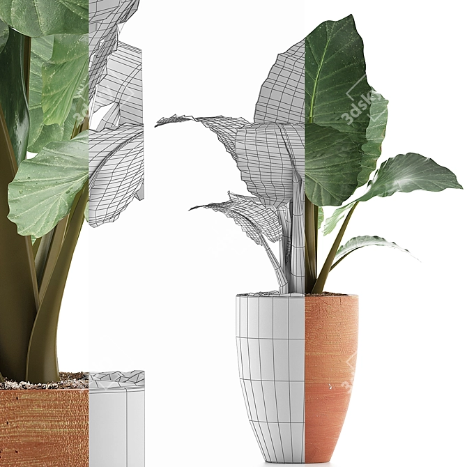 Exotic Alocasia Collection: Perfect Decor 3D model image 4