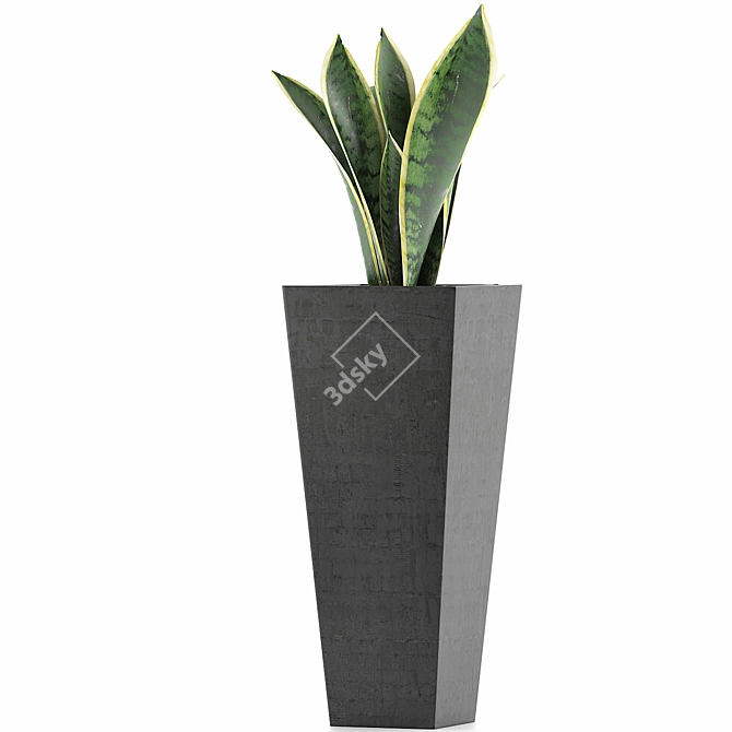 Exotic Plants Collection: Sansevieira 3D model image 2