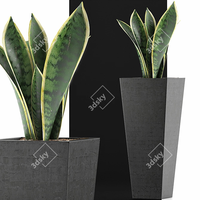 Exotic Plants Collection: Sansevieira 3D model image 3