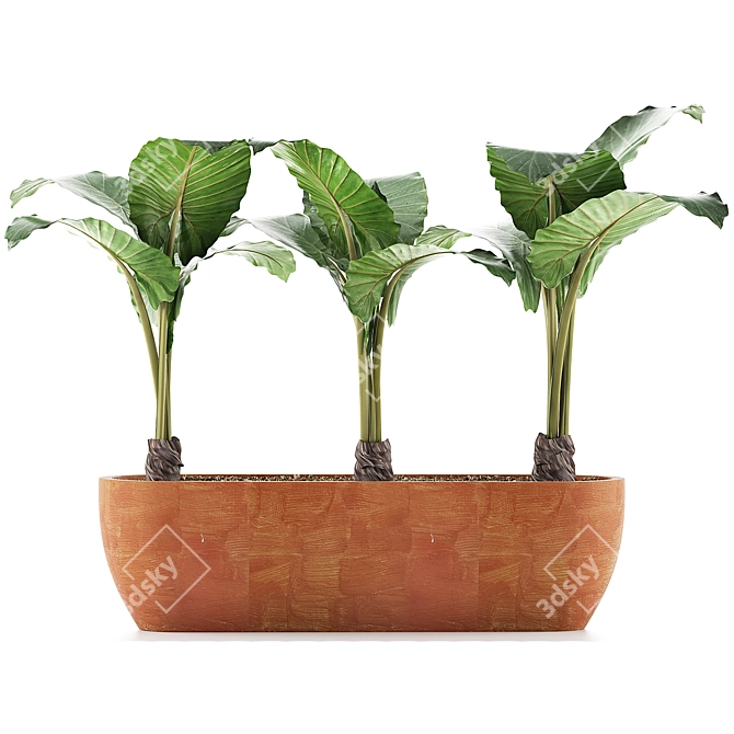 Exotic Alocasia Collection: Stunning Greenery 3D model image 3