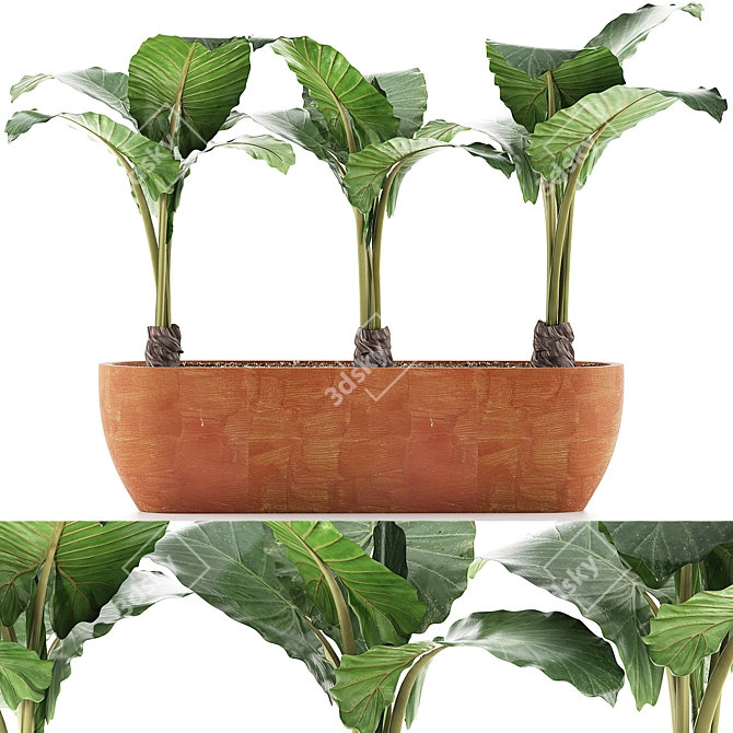 Exotic Alocasia Collection: Stunning Greenery 3D model image 5