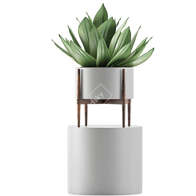 Exotic Agave Collection: Perfect for Green Decor 3D model image 2