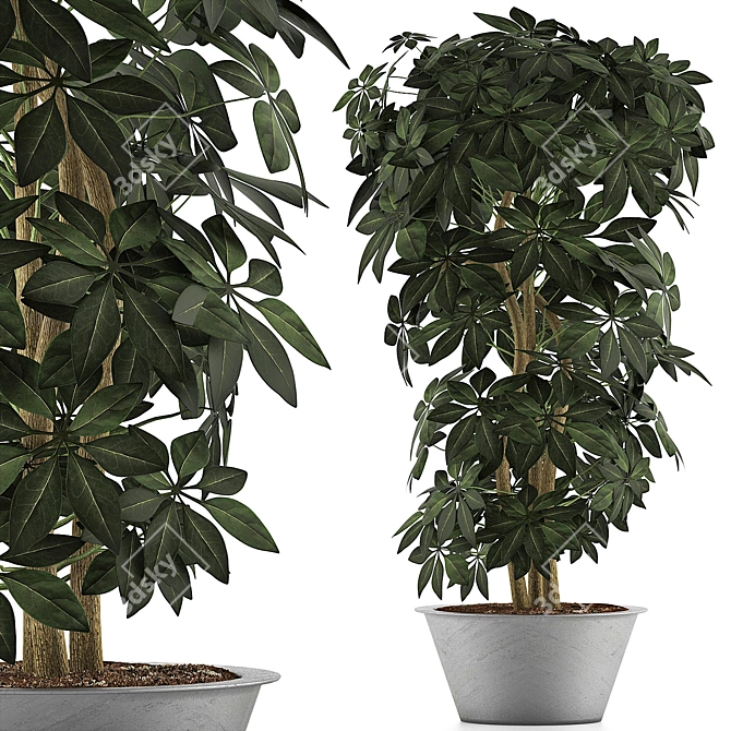 Exotic Schefflera Arboricola: Green Office Decor 3D model image 1