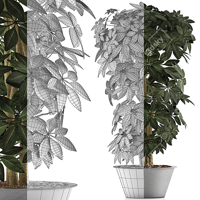 Exotic Schefflera Arboricola: Green Office Decor 3D model image 3