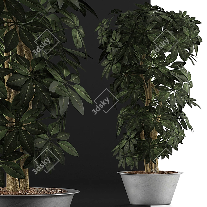 Exotic Schefflera Arboricola: Green Office Decor 3D model image 5