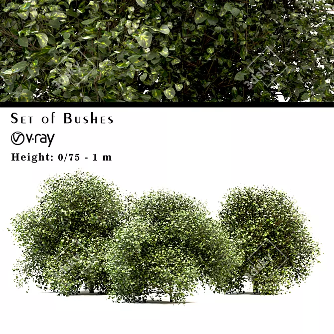 Versatile Buxus Bush Trio 3D model image 1