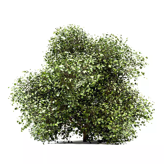 Versatile Buxus Bush Trio 3D model image 3