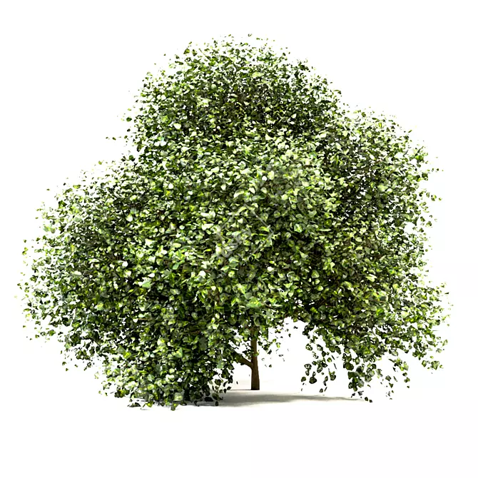 Versatile Buxus Bush Trio 3D model image 4