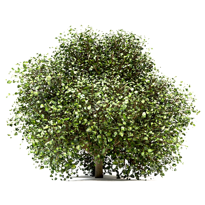 Versatile Buxus Bush Trio 3D model image 5