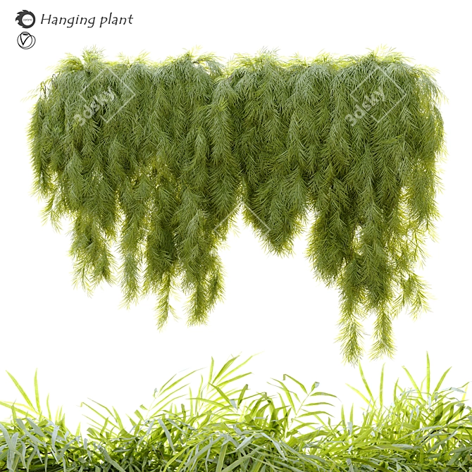 

Acacia Cognata Hanging Plant 3D model image 1